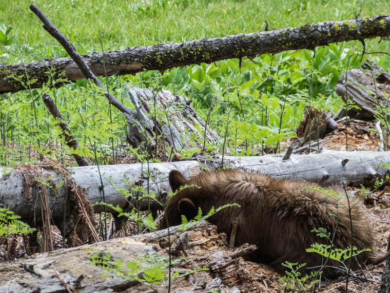 Sequoia NP, Bear
